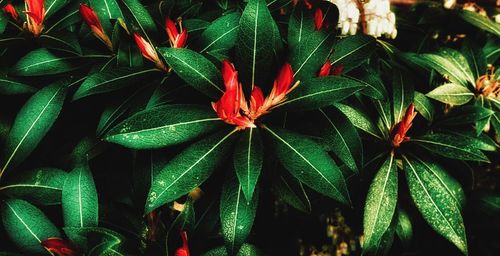 High angle view of red flowering plant