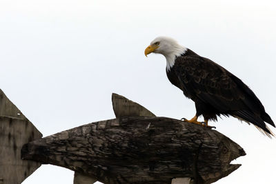 Close-up of eagle perching on feeder