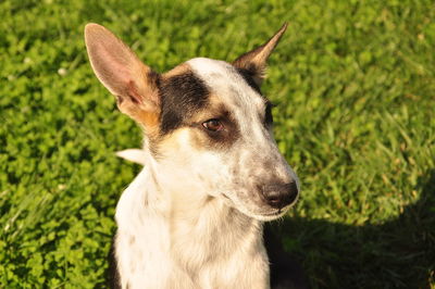 Close-up of a dog looking away