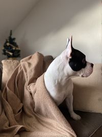 Dog relaxing on bed at home