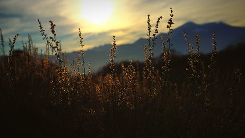 Close-up of stalks in field against sunset sky