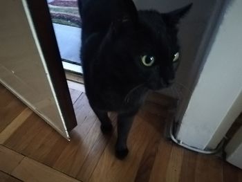 Portrait of cat on hardwood floor at home