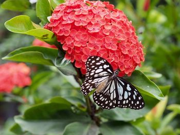 Close-up of butterfly on red hydrangeas