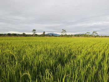 Scenic view of agricultural field against sky