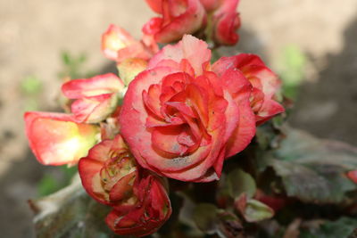 Close-up of red rose blooming outdoors