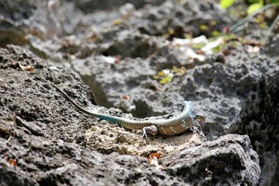 Close-up of lizard