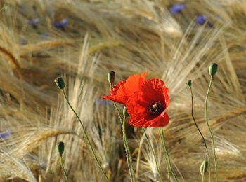 Close-up of red poppy flower in field