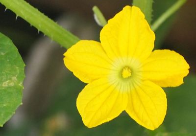 Close-up of yellow flowering plant