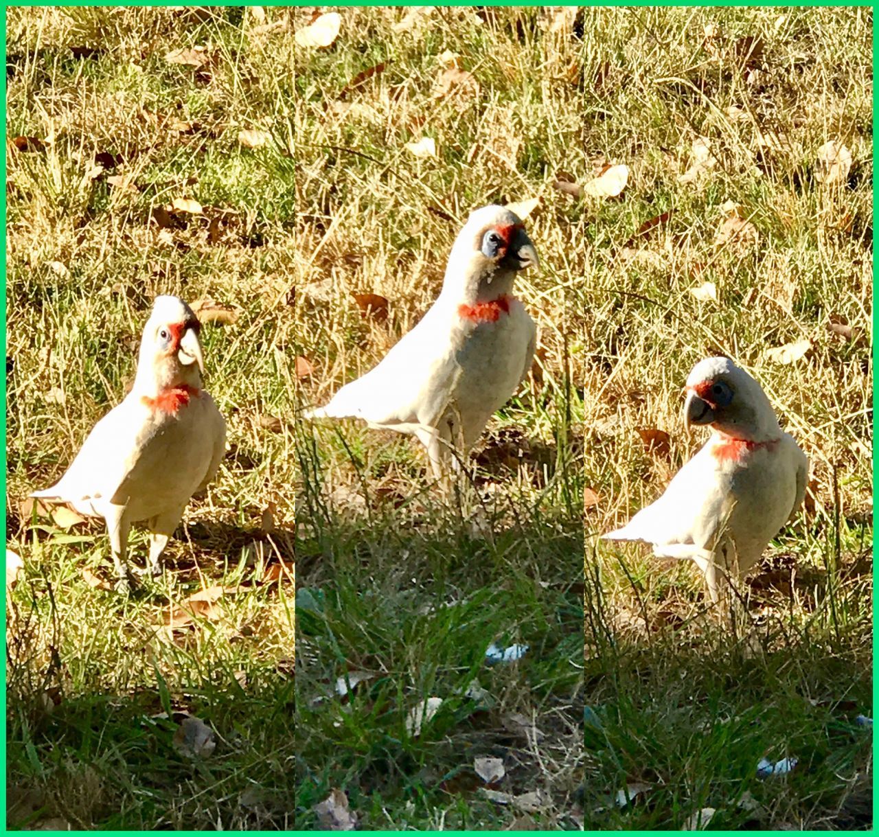 WildCockatoo