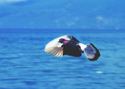 Bird flying over sea