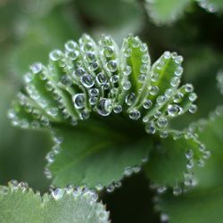 Close-up of water drops on leaves