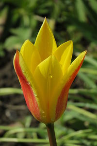 Close-up of yellow tulip