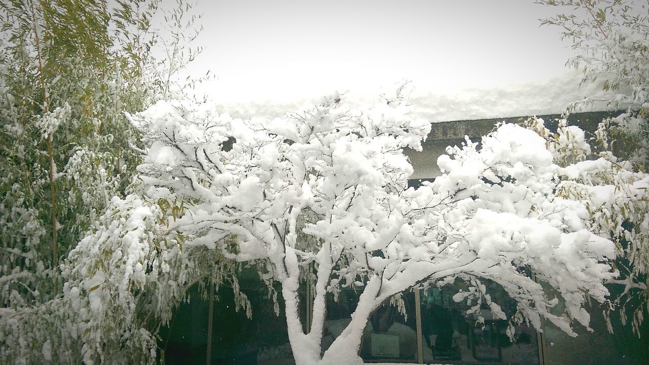 winter, snow, cold temperature, tree, season, weather, nature, beauty in nature, tranquility, frozen, white color, tranquil scene, clear sky, scenics, growth, covering, day, water, outdoors, no people