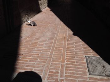 High angle view of cat on tiled floor