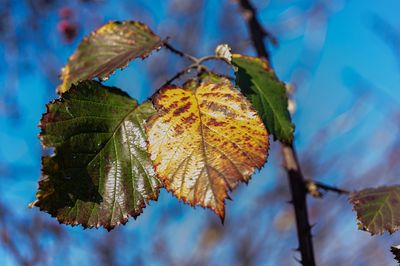 Close-up of maple leaves against sky