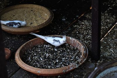 High angle view of birds pecking food in container