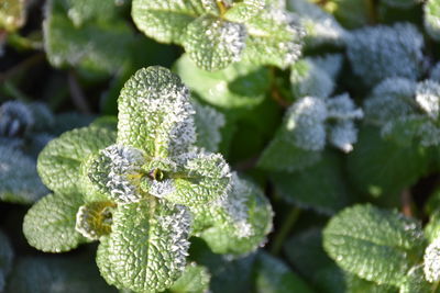 Close-up of snow on leaf during winter