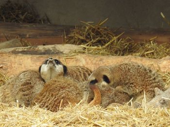 Close-up of ducks on hay