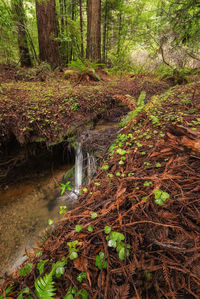 View of waterfall in forest