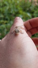 Close-up of human hand