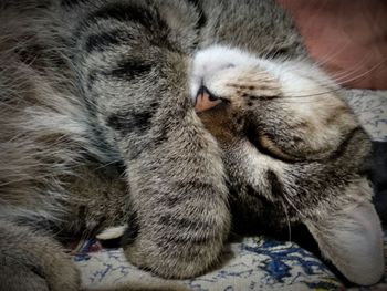 Close-up of cat sleeping