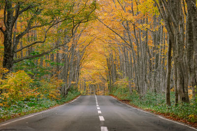 Road amidst trees in forest during autumn