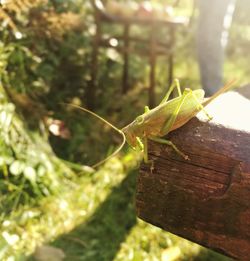 Close-up of lizard on tree