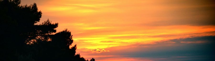 Low angle view of trees against sky at sunset