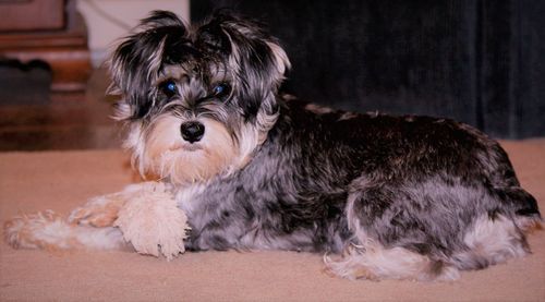 Portrait of puppy relaxing at home