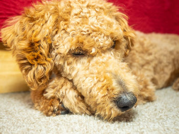 Close-up of a dog lying on carpet at home