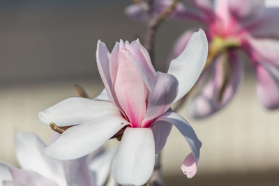 Close-up of pink magnolia on plant