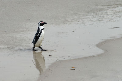 Penguin on sand at beach