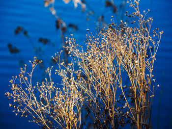 Close-up of frozen plant against blue sky