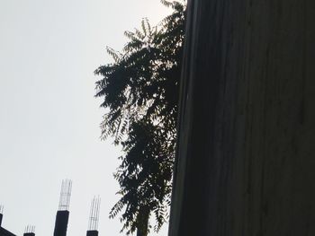 Low angle view of trees against clear sky