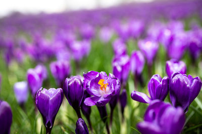 Close-up of purple crocus flowers on field