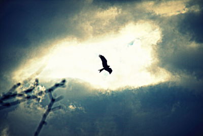 Bird flying over the sea