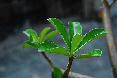 Close-up of plant