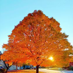 Trees against clear sky during autumn