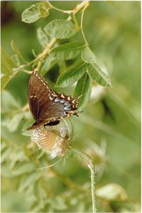 Close-up of butterfly on leaf