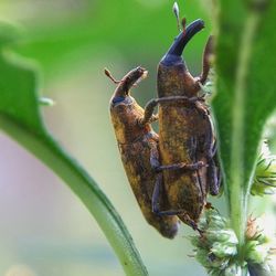 Close-up of insect on plant