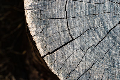 Full frame shot of tree stump