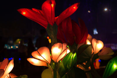 Close-up of red rose flower at night
