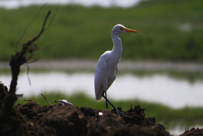 Close-up of heron against lake