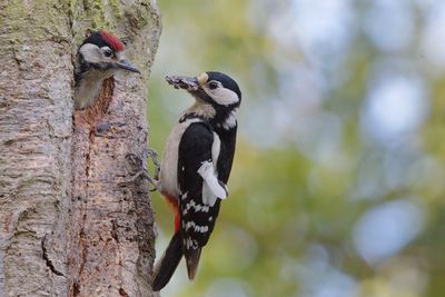 Woodpeckers on tree