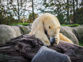 Animal relaxing on rock in zoo