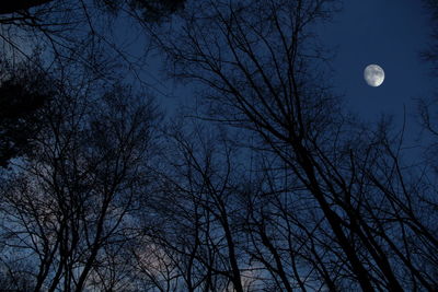 Low angle view of bare trees against moon