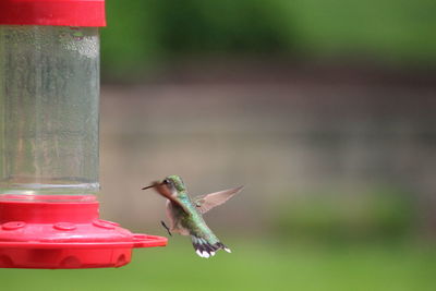 Close-up of bird perching on feeder