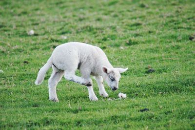 Sheep grazing in a field