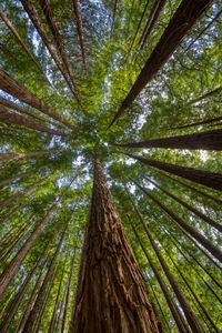 Low angle view of bamboo trees in forest