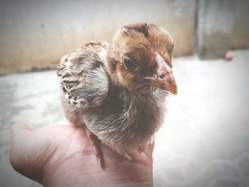 Close-up of a hand holding a bird